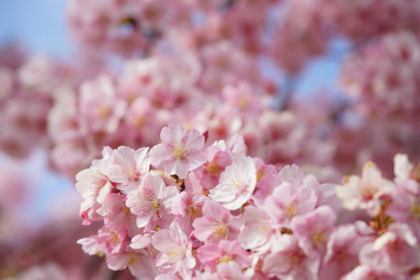 istock Cherry 'Kawazu-zakura' 1216898096