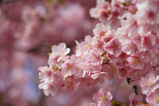 istock Cherry 'Kawazu-zakura' 1216898105