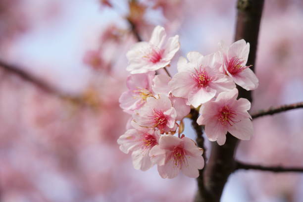 Cherry 'Kawazu-zakura' Pink blossom of Kawazu-zakura Prunus Serrulata stock pictures, royalty-free photos & images