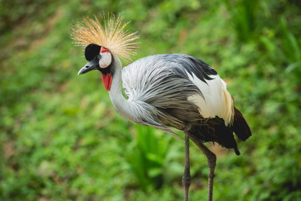 istock Beautiful birds at tropical zoo. Natural background 1216899333