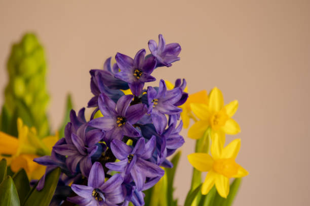 istock Yellow daffodil and other spring flowers show their splendor 1216900241