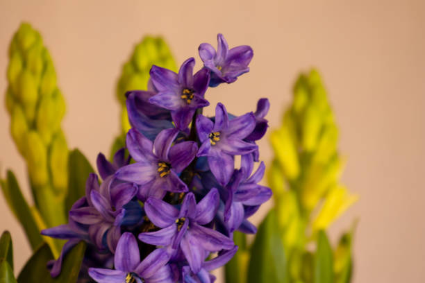 istock Yellow daffodil and other spring flowers show their splendor 1216900251