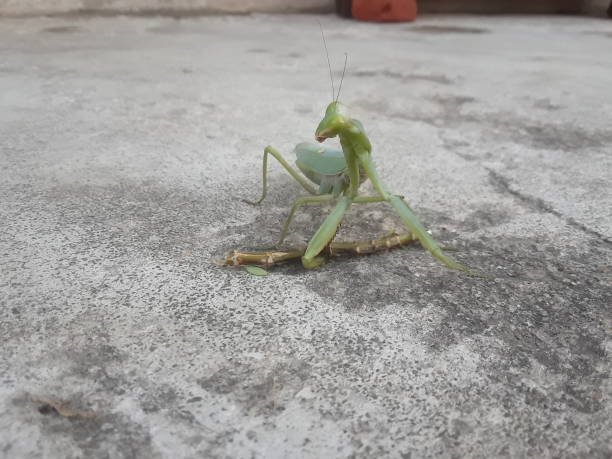 istock Mandis a big insects 1216900428