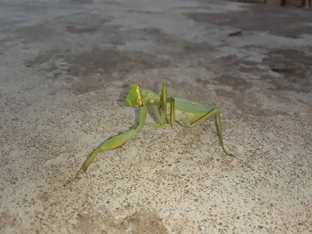 Mantises were considered to have supernatural powers by early civilizations, including Ancient Greece, Ancient Egypt, and Assyria. A cultural trope popular in cartoons imagines the female mantis as a femme fatale. Mantises are among the insects most commonly kept as pets.