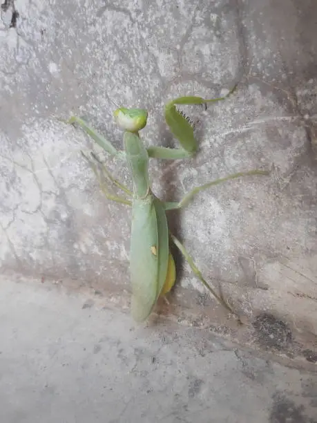 Mantises were considered to have supernatural powers by early civilizations, including Ancient Greece, Ancient Egypt, and Assyria. A cultural trope popular in cartoons imagines the female mantis as a femme fatale. Mantises are among the insects most commonly kept as pets.