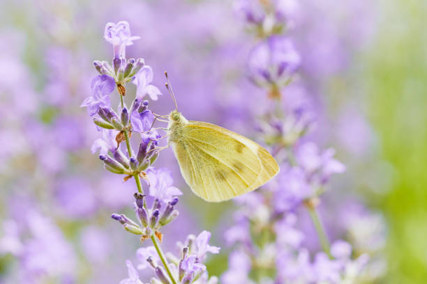 istock Pieris brassicae sitting on lavender flower. 1216903208
