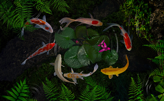 Koi fish in a pond with green plants and lotus flowers