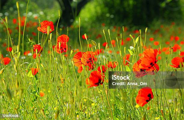 Mohn Wiese Stockfoto und mehr Bilder von Baumblüte - Baumblüte, Bildkomposition und Technik, Blume