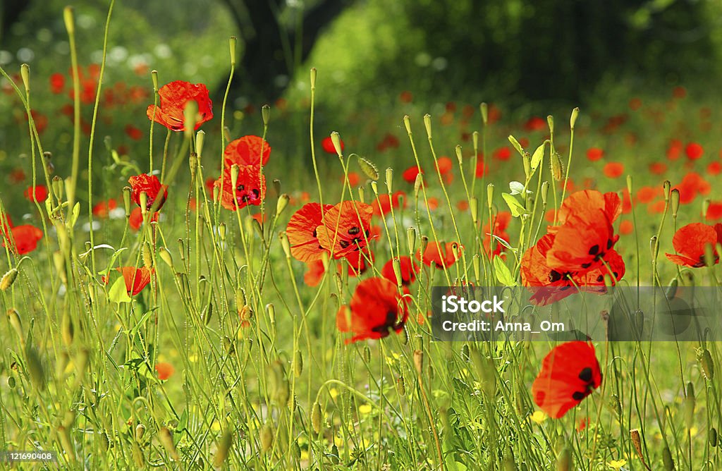 Poppy meadow - Foto de stock de Aire libre libre de derechos