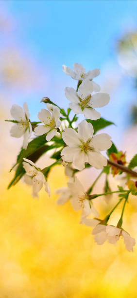istock Peach flowers blossom in Beijing 1216904196