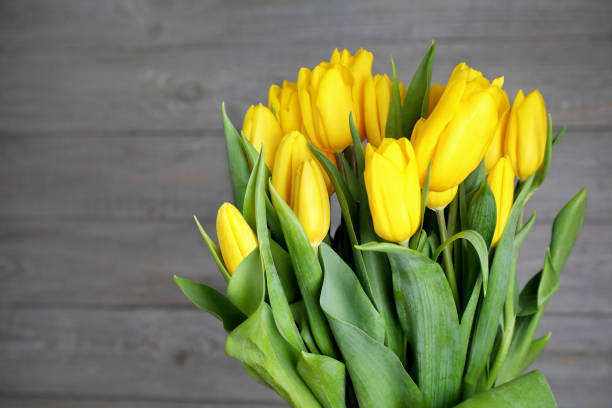 Bouquet of yellow tulips . stock photo