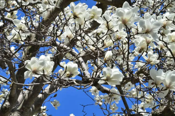 magnolia blossom coincides with cherry blossom. Here is an example of how majestic and beautiful magnolia can be.