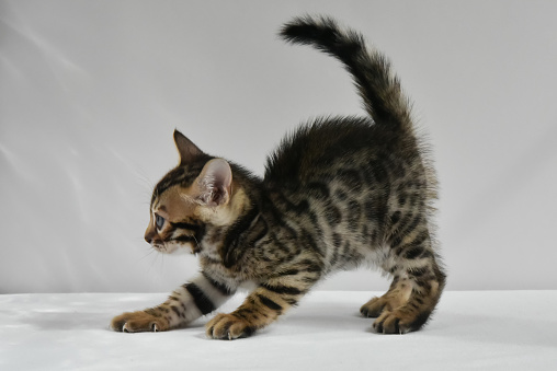 Anak Kucing Bengal Bersiap Untuk Melompat Untuk Bermain Bayi Kecil