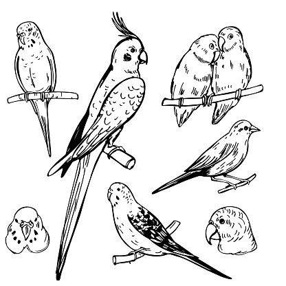 Hand drawn birds. Parrots and canaries. Vector sketch  illustration.