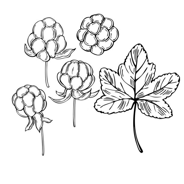 ilustrações, clipart, desenhos animados e ícones de cloudberry desenhado à mão.  ilustração do esboço do vetor - 5937