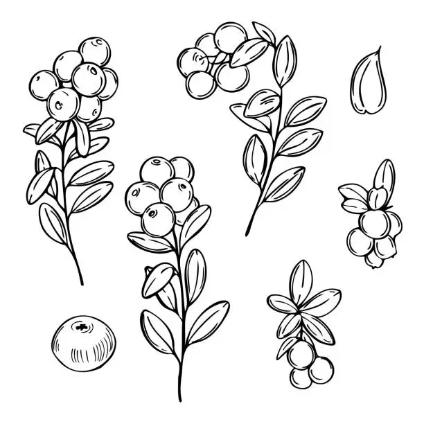 Vector illustration of Hand drawn lingonberry. Cowberry. Vector  illustration