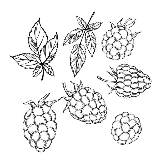 ilustrações de stock, clip art, desenhos animados e ícones de hand drawn  blackberry. vector sketch illustration - 5943