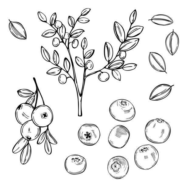 Hand drawn bilberry. Vector sketch illustration Hand drawn forest berry. Bilberry, huckleberry.  Vector sketch illustration huckleberry stock illustrations