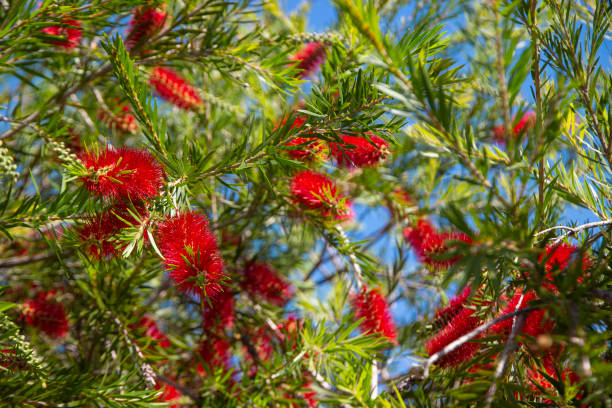 Bottlebrush flowers Australian crimson bottle brush flowers in central Queensland, Australia red flower trees callistemon citrinus stock pictures, royalty-free photos & images