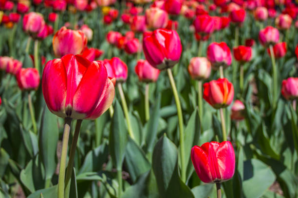istock Spring tulips in New York city 1216907120