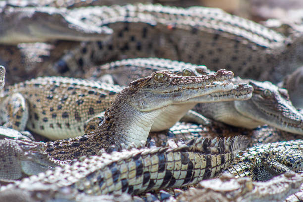 istock Juvenile saltwater crocodiles 1216907122