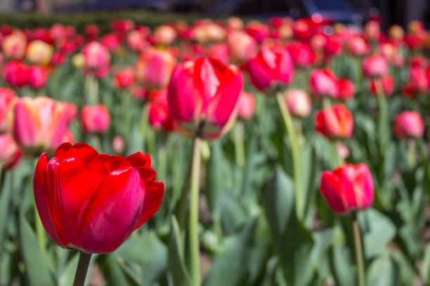 istock Spring tulips in New York city 1216907127