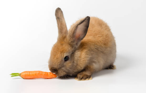 istock Brown baby rabbit eating carrot on white background 1216907966