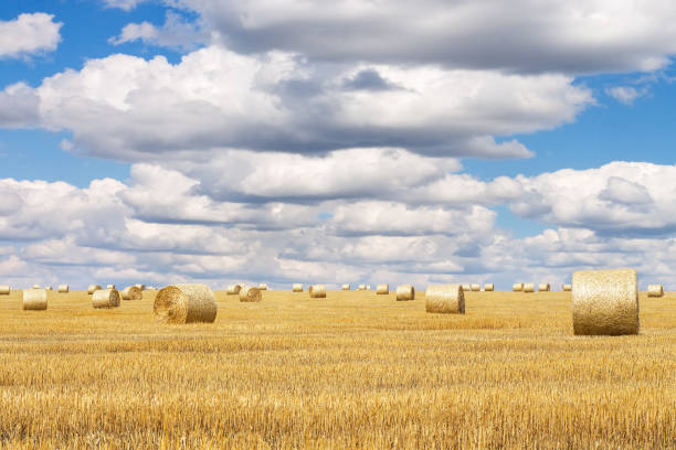 istock Hay bales with blue cloudy sky 1216908256