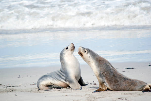 istock the sea lions are having a disagreement 1216911363