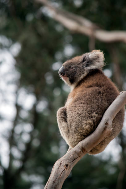 istock the koala is sitting in the fork of a tree 1216911689