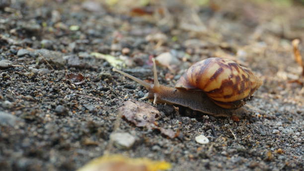 istock A brown snail walking slowly on the sand 1216911812