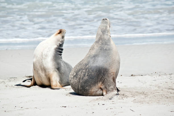 istock the two sea lions are stretching after a swim 1216912362