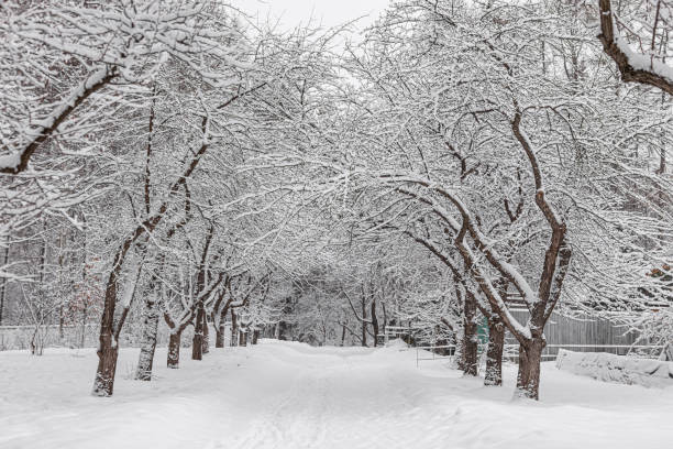 istock A white snow path among trees with snow is in the park in winter 1216912401
