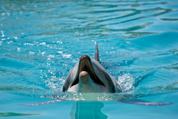 istock the bottle nosed dolphin is swimming 1216912497