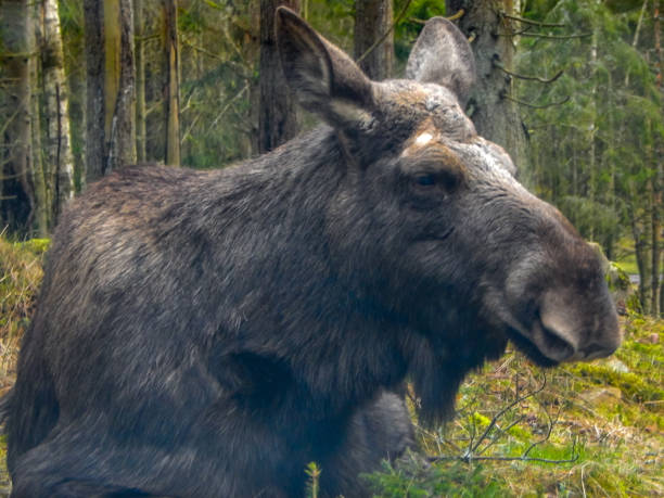 istock Animals at the Markaryd Wildlife Park in Sweden 1216912607