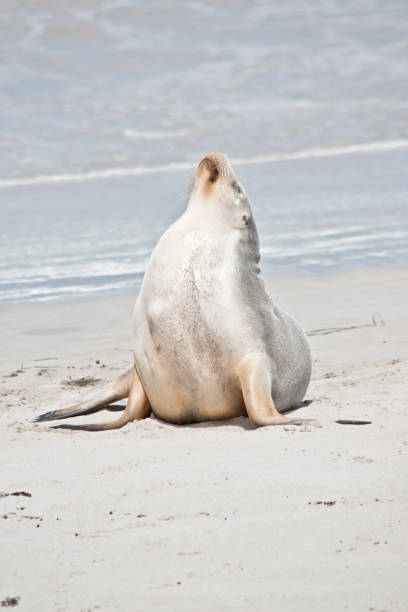 istock the sea lion ise stretching after a swim 1216912611