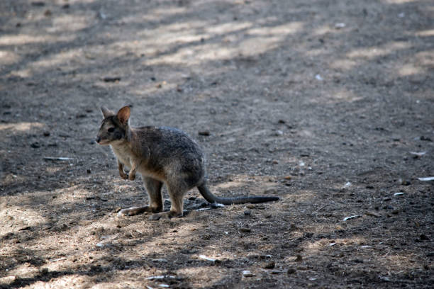istock this is a side view of a red-necked pademelon 1216912721