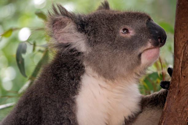 istock this is a close up of a koala 1216912806
