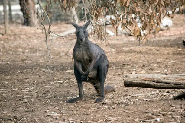 the wallaroo or euro has grey fur with a white moustache, he is taller than a wallaby