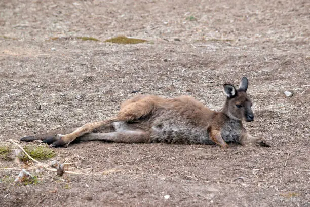 the kangaroo island-kangaroo is resting on the ground