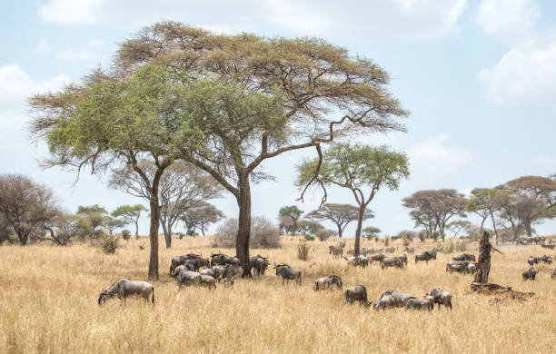 istock wilderbeest in african savannah 1216914107
