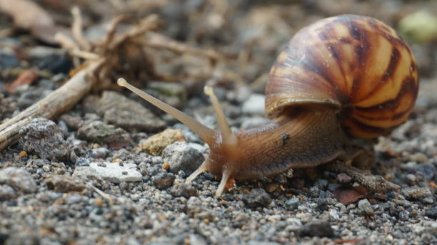 istock A brown snail walking slowly on the sand 1216914118