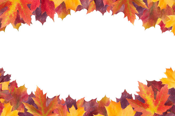 istock Amazing colorful background of autumn maple tree leaves background with white empty space. Multicolor maple leaves autumn background. High quality resolution picture 1216914413