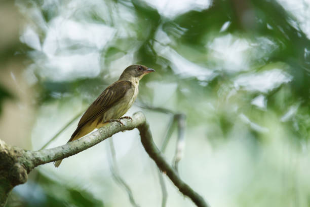 Adult Malaysian honeyguide (Indicator archipelagicus)