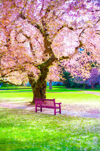 istock Pink cherry blossoms blooming at sunny empty park, sakura trees 1216915442