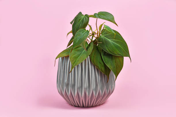 planta tropical da casa 'philodendron hederaceum micans' com folhas em forma de coração com textura de veludo no fundo rosa - filodendro - fotografias e filmes do acervo