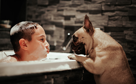 Boy and frenchbulldog are playing at bath. Puppy loves to play and jump into the bath. It's lovely scene that family having wonderful time at home.