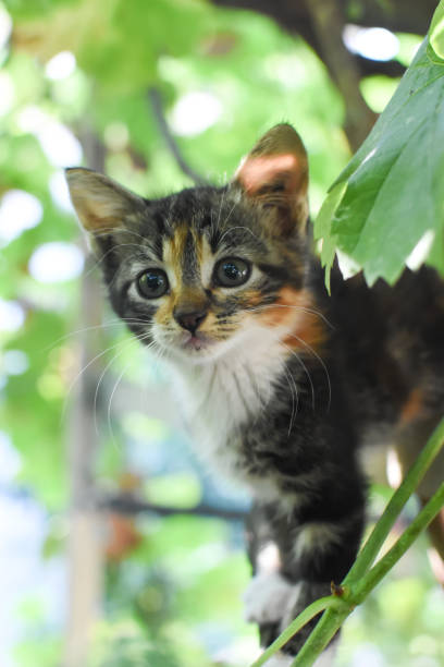 istock Little Kitten play on a branch in the tree 1216916520