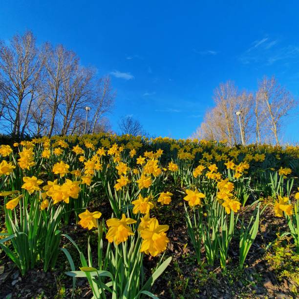 istock Daffodils. In the background trees and blue sky. 1216916908