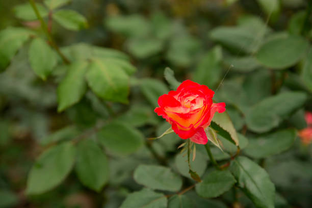 istock Colorful, beautiful, delicate rose in the garden 1216917069